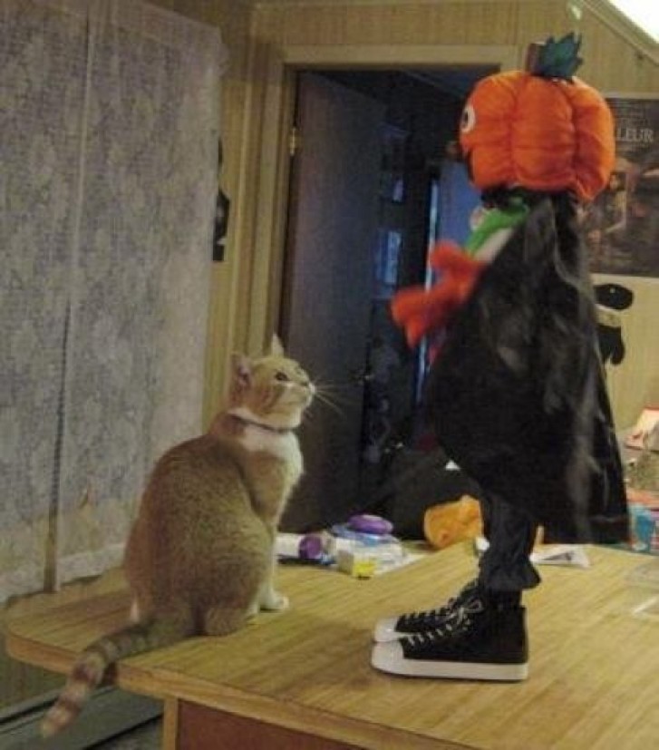 Picture of a cat / kitten / feline