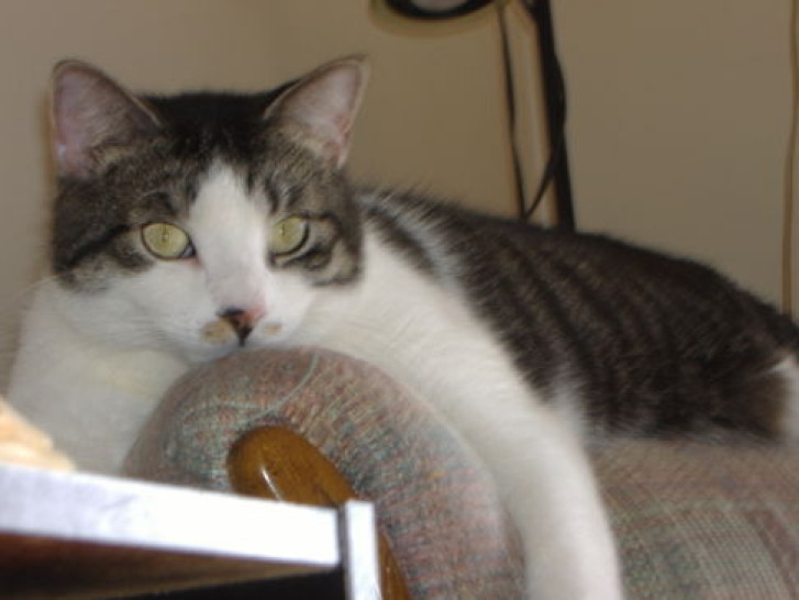 Picture of a cat / kitten / feline