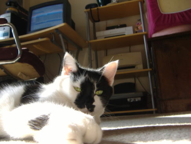 Picture of a cat / kitten / feline