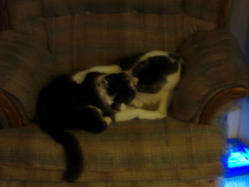 Picture of a cat / kitten / feline