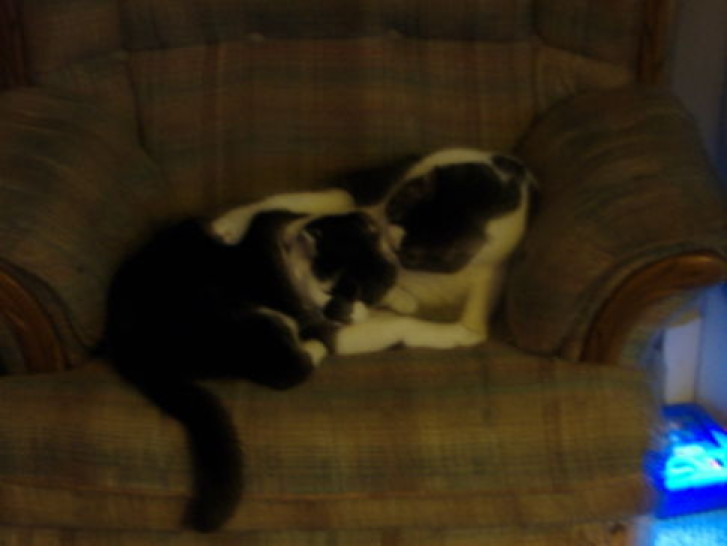 Picture of a cat / kitten / feline