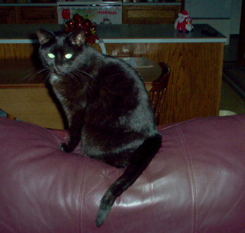 Picture of a cat / kitten / feline