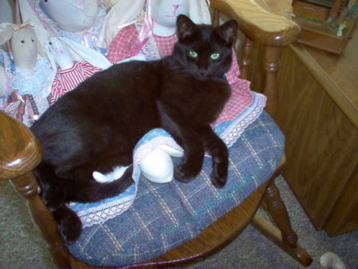 Picture of a cat / kitten / feline