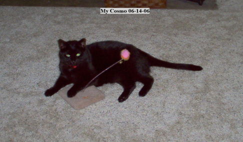 Picture of a cat / kitten / feline