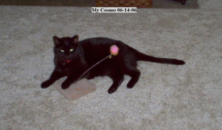 Picture of a cat / kitten / feline