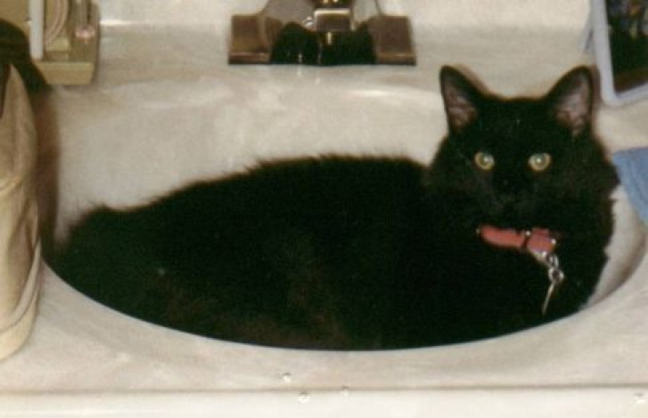 Picture of a cat / kitten / feline