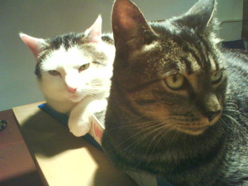 Picture of a cat / kitten / feline