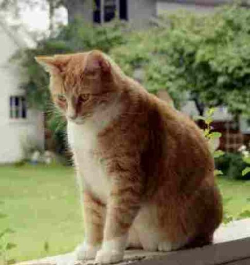 Picture of a cat / kitten / feline