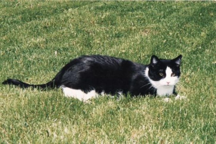 Picture of a cat / kitten / feline