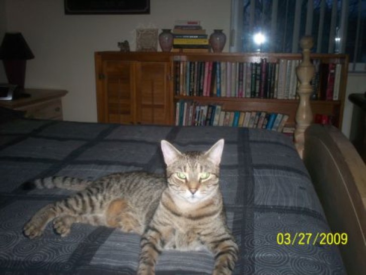 Picture of a cat / kitten / feline