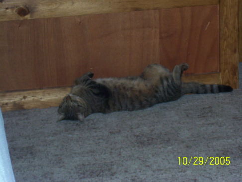 Picture of a cat / kitten / feline