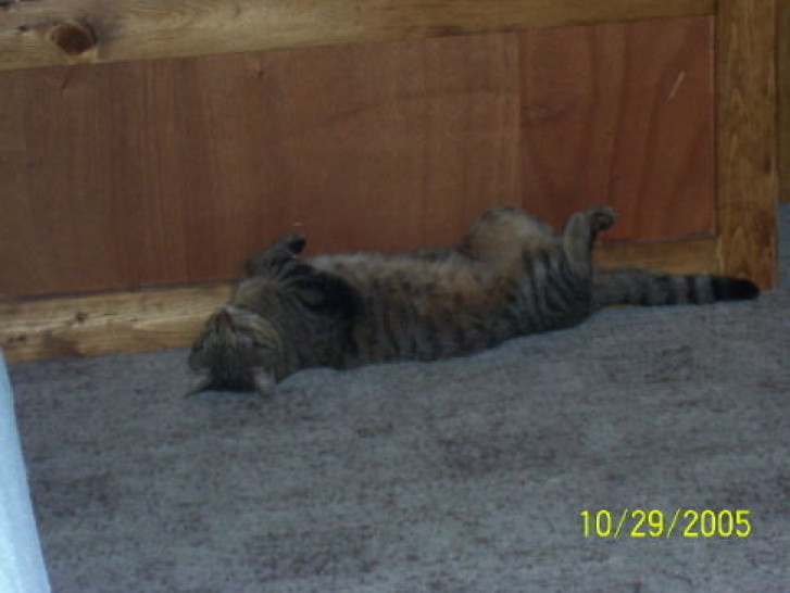 Picture of a cat / kitten / feline