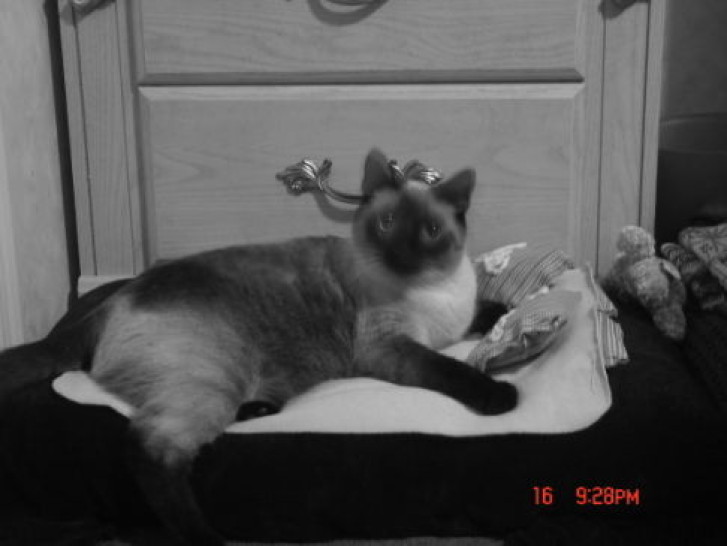 Picture of a cat / kitten / feline