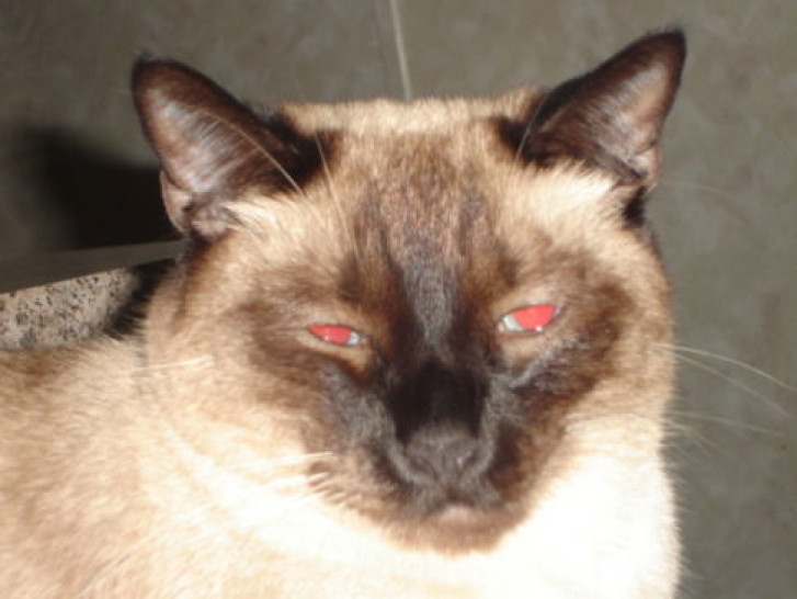 Picture of a cat / kitten / feline