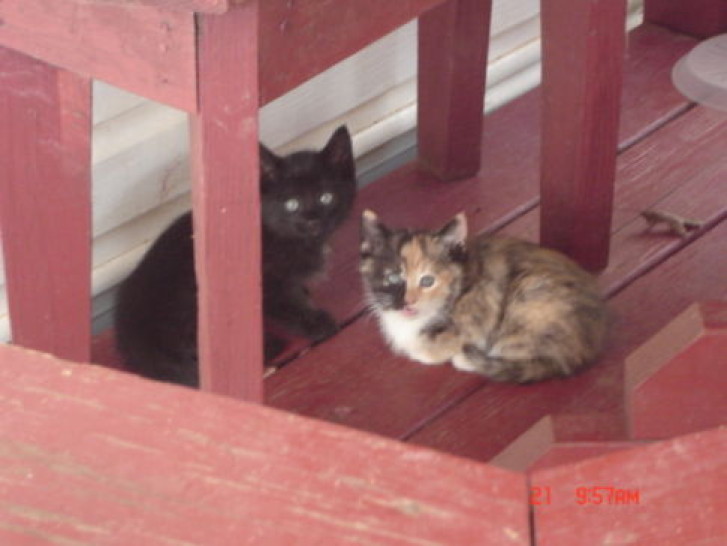 Picture of a cat / kitten / feline