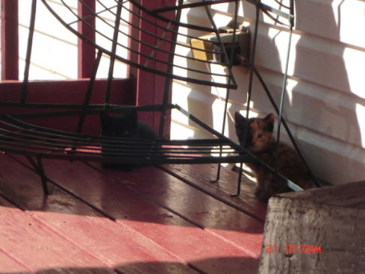 Picture of a cat / kitten / feline