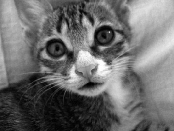 Picture of a cat / kitten / feline