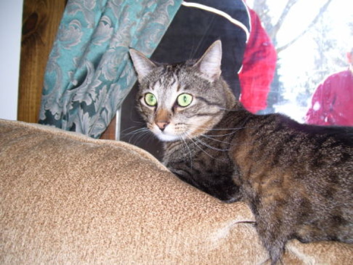 Picture of a cat / kitten / feline