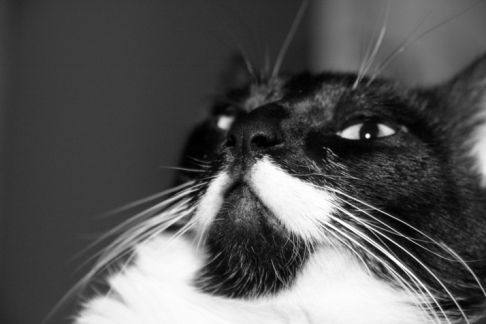 Picture of a cat / kitten / feline