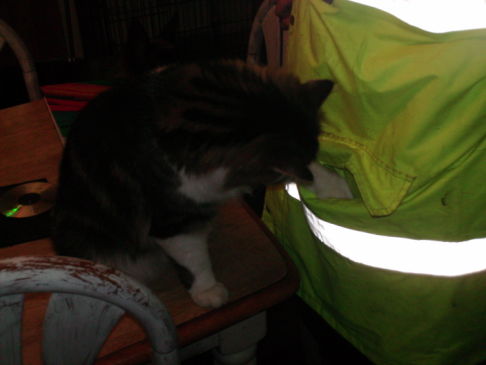 Picture of a cat / kitten / feline