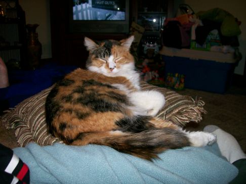 Picture of a cat / kitten / feline