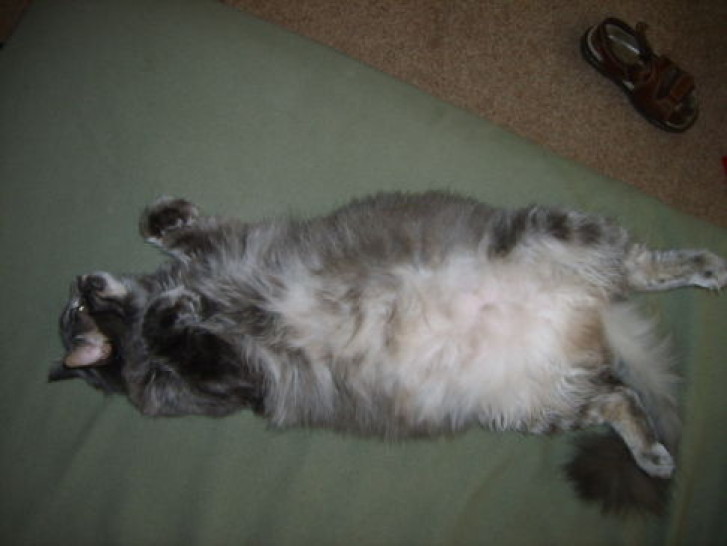 Picture of a cat / kitten / feline