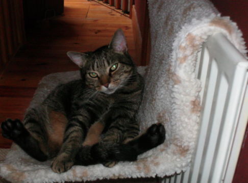 Picture of a cat / kitten / feline