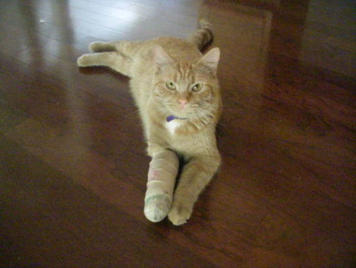 Picture of a cat / kitten / feline