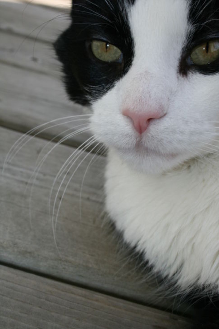 Picture of a cat / kitten / feline