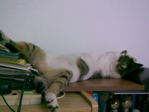 Picture of a cat / kitten / feline