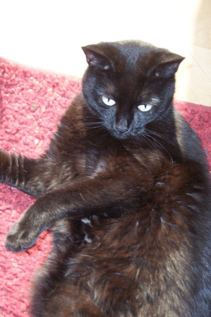 Picture of a cat / kitten / feline