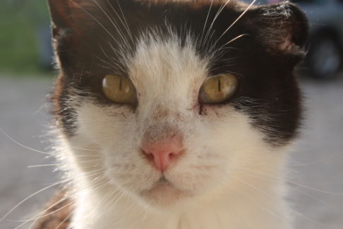 Picture of a cat / kitten / feline