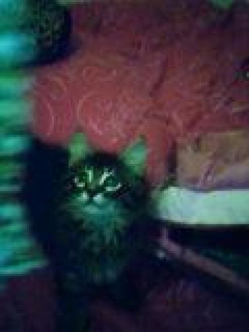 Picture of a cat / kitten / feline