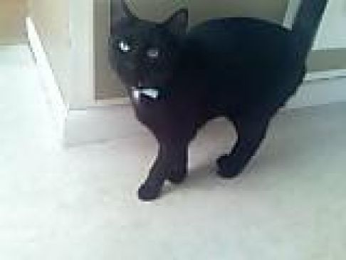 Picture of a cat / kitten / feline