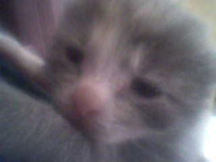 Picture of a cat / kitten / feline