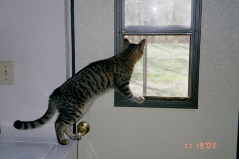 Picture of a cat / kitten / feline