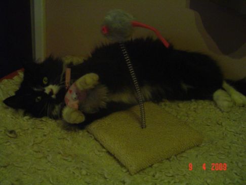 Picture of a cat / kitten / feline