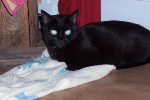 Picture of a cat / kitten / feline