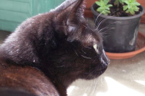 Picture of a cat / kitten / feline