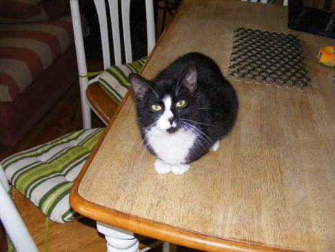 Picture of a cat / kitten / feline