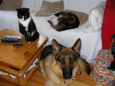 Picture of a cat / kitten / feline