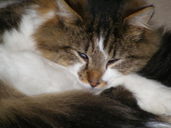 Picture of a cat / kitten / feline