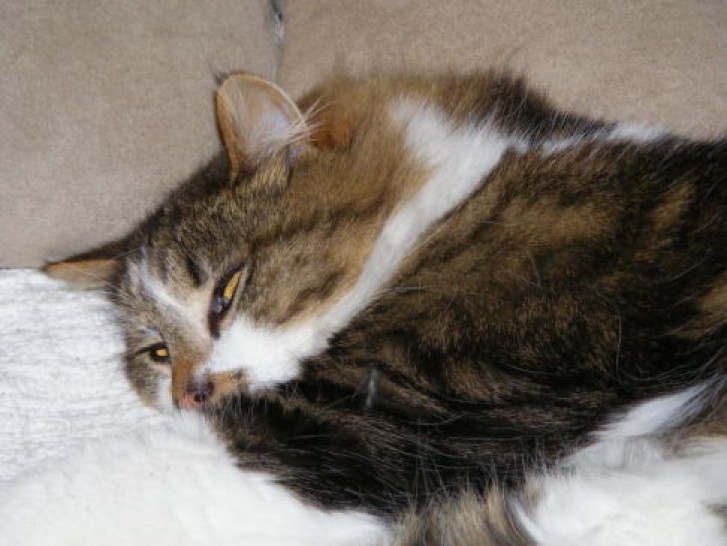 Picture of a cat / kitten / feline