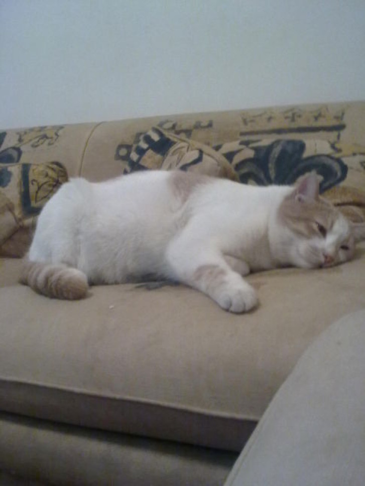 Picture of a cat / kitten / feline