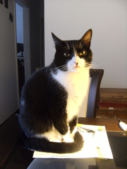 Picture of a cat / kitten / feline