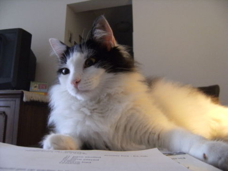 Picture of a cat / kitten / feline