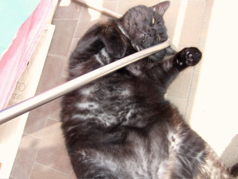 Picture of a cat / kitten / feline