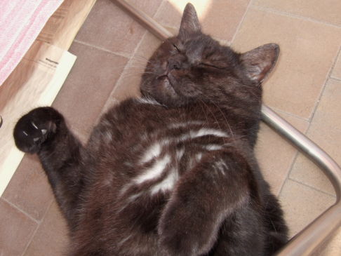 Picture of a cat / kitten / feline