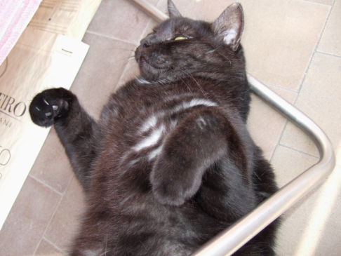 Picture of a cat / kitten / feline