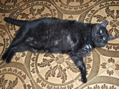 Picture of a cat / kitten / feline